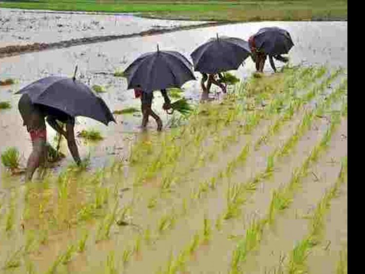 Farm Protests’ Political Fallout: Hike in MSP for Paddy, Pulses, Oilseeds