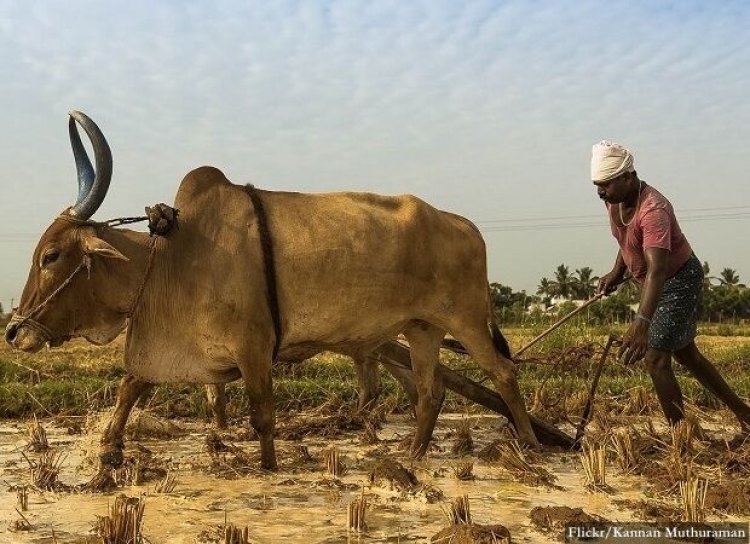 Record Food Grain Production but Farmers’ Distress has Worsened